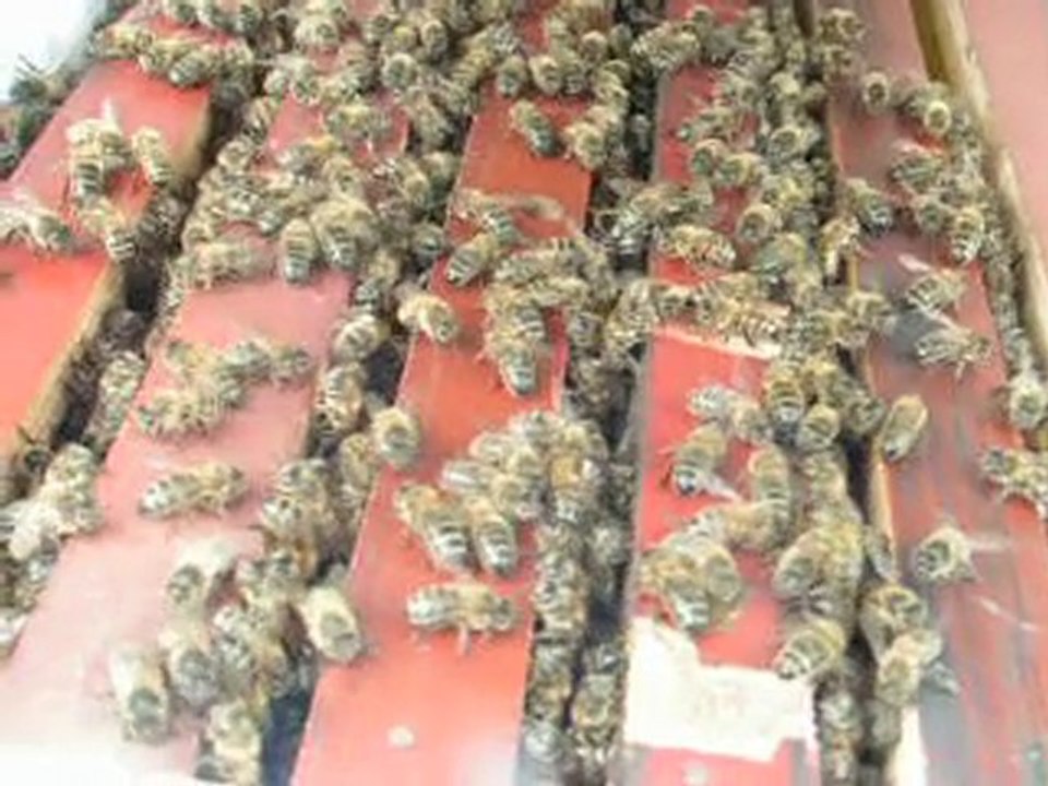 les ruchettes dadant ce multiples!  abeilles ruches