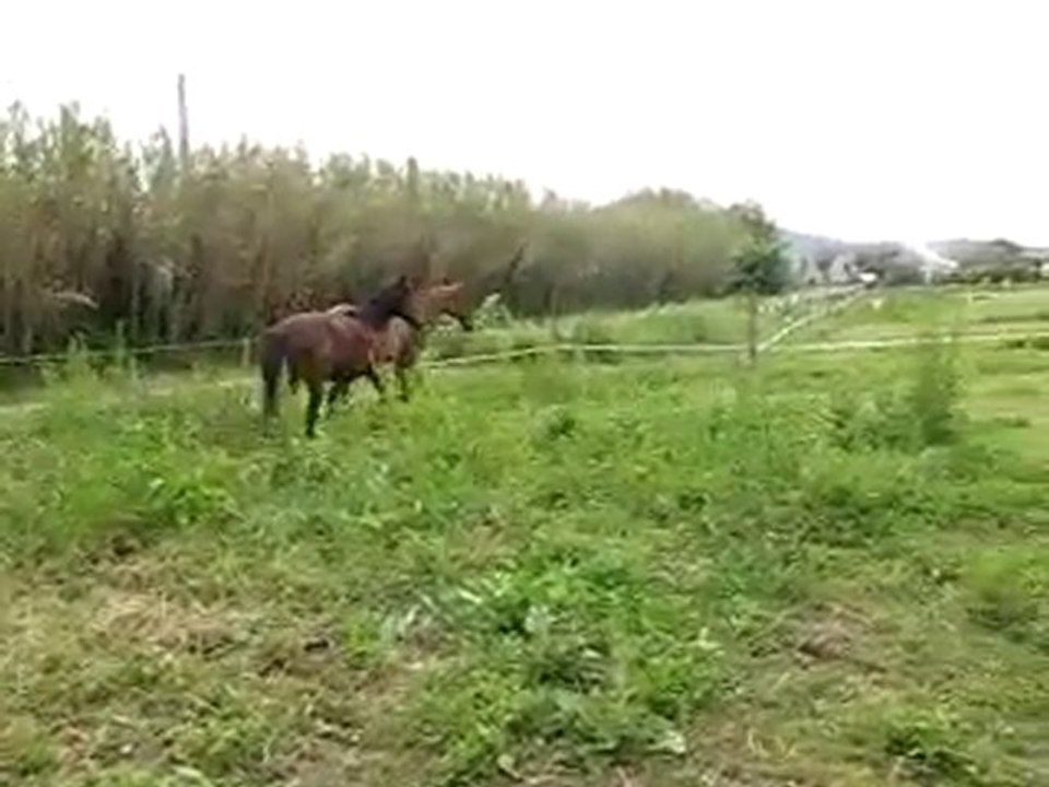 Chanceux & Darling 1