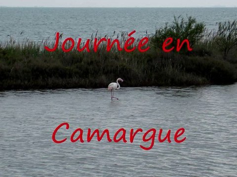 JOURNÉE CAMARGUE PAR LE COMITÉ DA ARLES