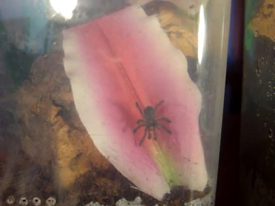mygalon versicolor