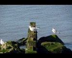 Mouettes sur les pêcheries des Moutiers-en-Retz