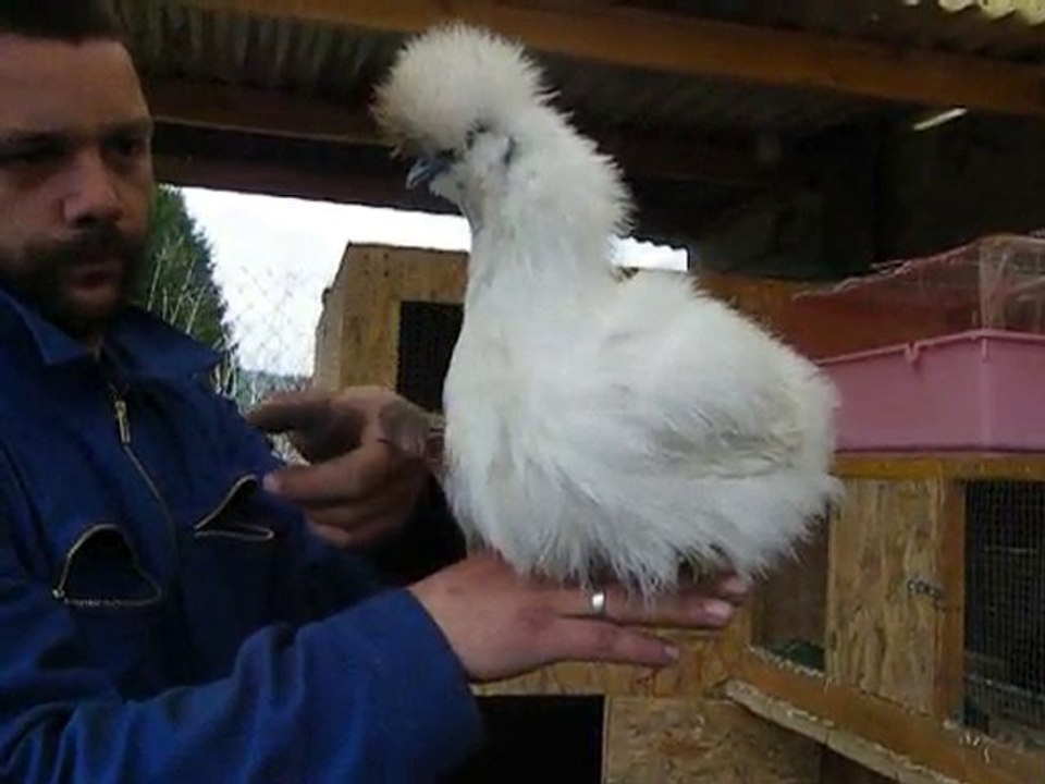 Blanche neige sur zhom