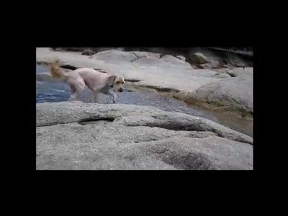 Water sounds & animals