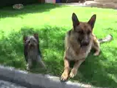 comprar (Cachorros Yorkshire) terrier mini Toy