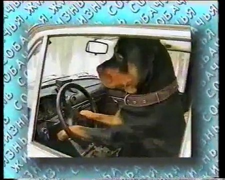 Жизнь собачья - шуточный выпуск
