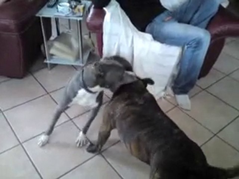 Calice & Cheeroky