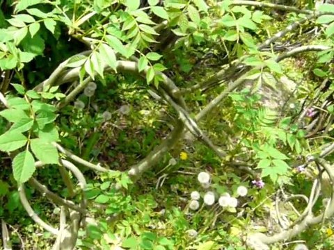 Sculptures-Vivantes en Métamorphose-Printanière_chap 3