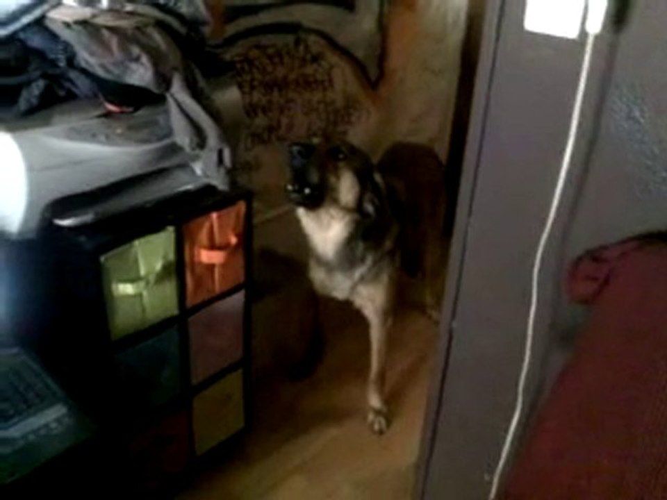 chien chanteur varois