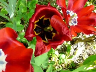 Sculptures-Vivantes en Métamorphose-Printanière_chap 4