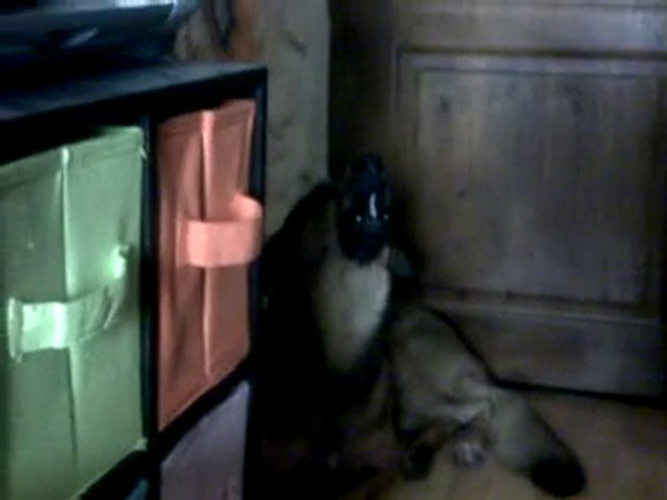 chien chanteur varois 03