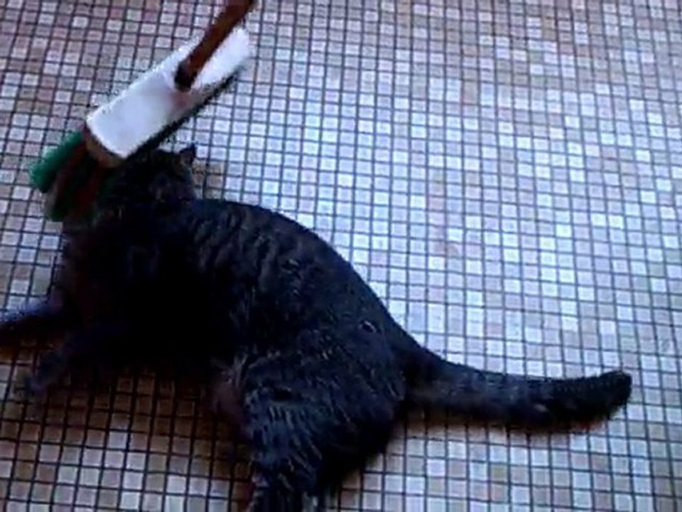 la danse du balais des chat