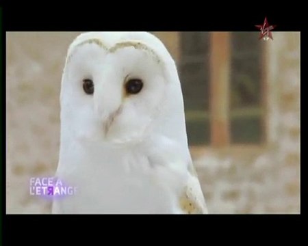 Maison hantées : Les fantômes (2)