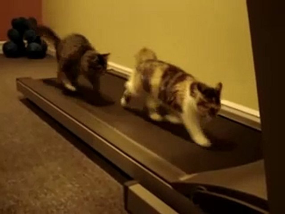 Chat sur un tapis roulant- vive le sport