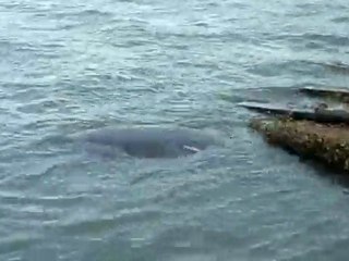 Manatees on Captiva Island