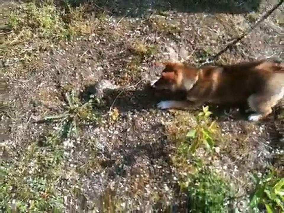 Eve et la tortue