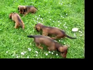 un dimanche apres-midi à la campagne