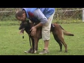 Alien à Allenjoie 2010 chien blanc