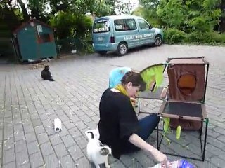 Cadeau pour les chats