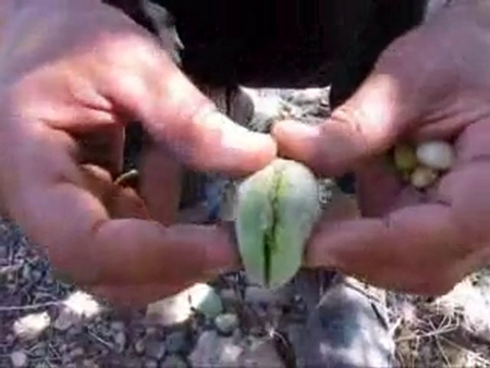 Badem Fidanı-Ağacı Çeşitleri Hakkında  Tesbitler