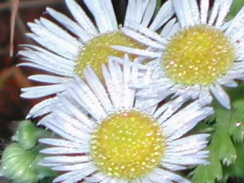 Cemile Cevher - HASTA OLDUM DERDUNE