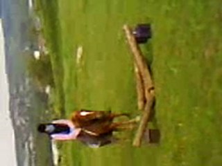 Tarzan essaye au saut !!