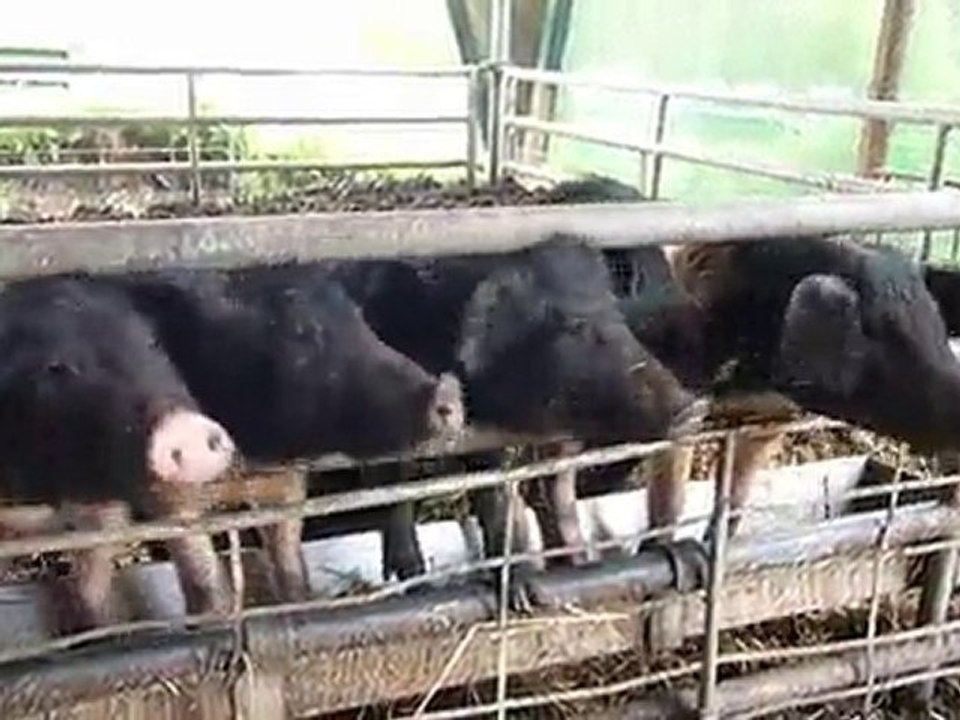 Auf dem Bauernhof - Ferkel