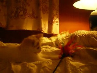 JEUX DE CHATONS DU COEUR DE VAN