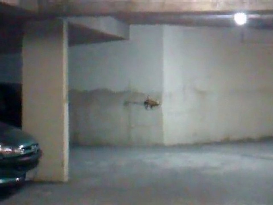 Petit vol tranquille en sous sol