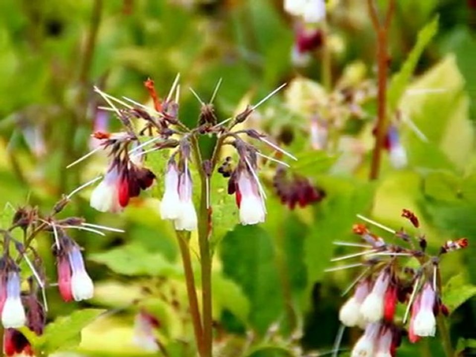 Les fleurs des Jardins de Valloires