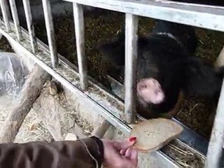 Auf dem Bauernhof - Schweine