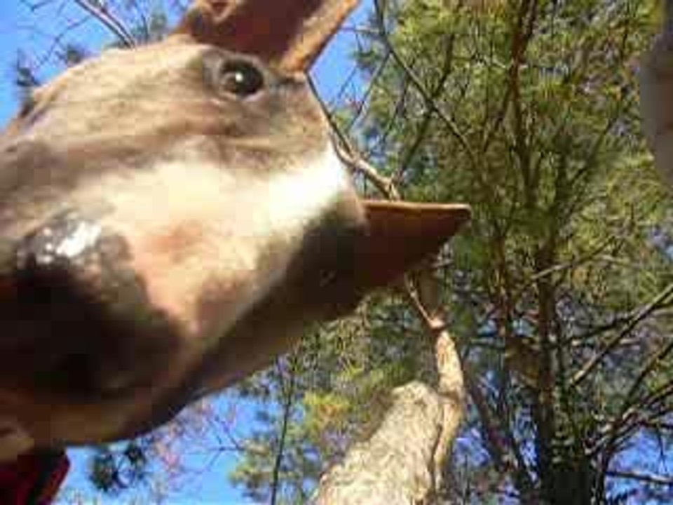 Bull Terrier