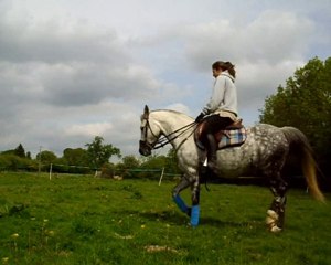 dressage Nuts