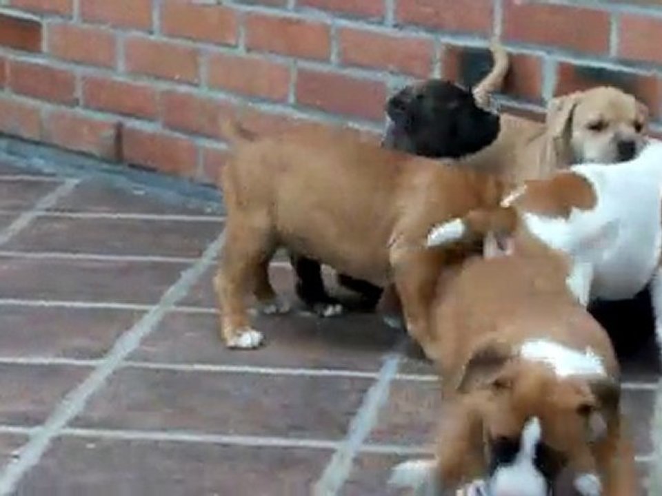 Chiots à 7 semaines: La suite