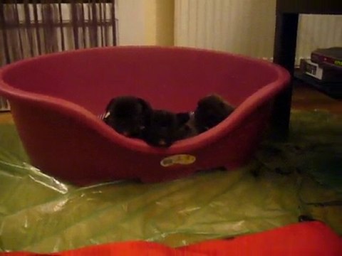 chiot bouledogue francais