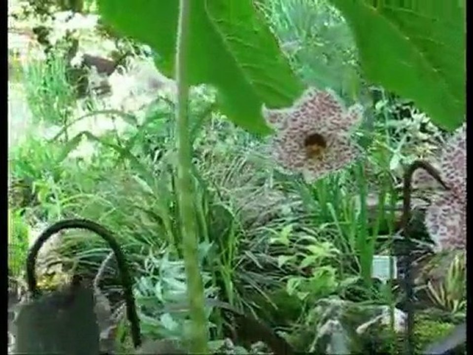 Nomocharis Maireii