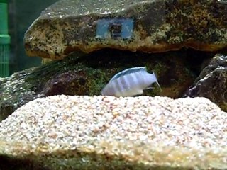 Femelle cynotilapia axelrodi Nkhata Bay