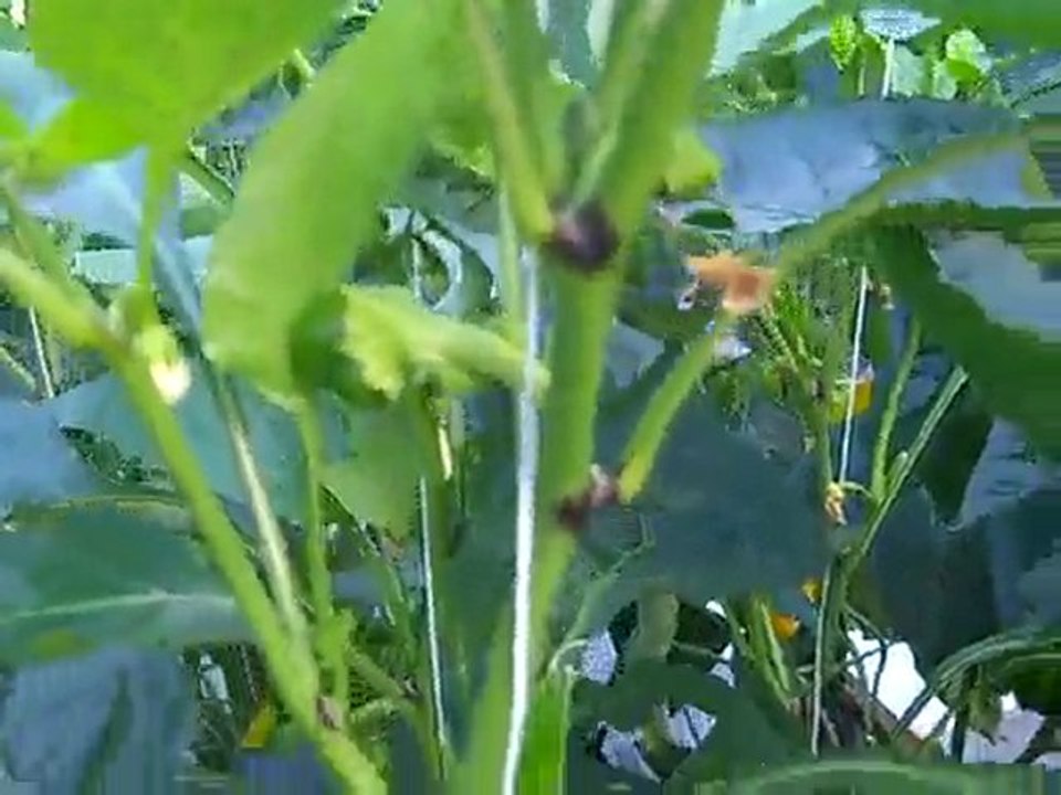Greenhouse vegetables: Sweet peppers ready to be harvested
