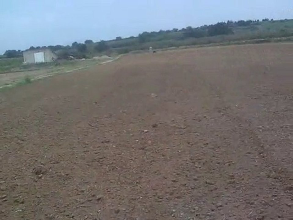 Pistage Béa des Cerbères de la torre