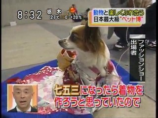 dog fashion show