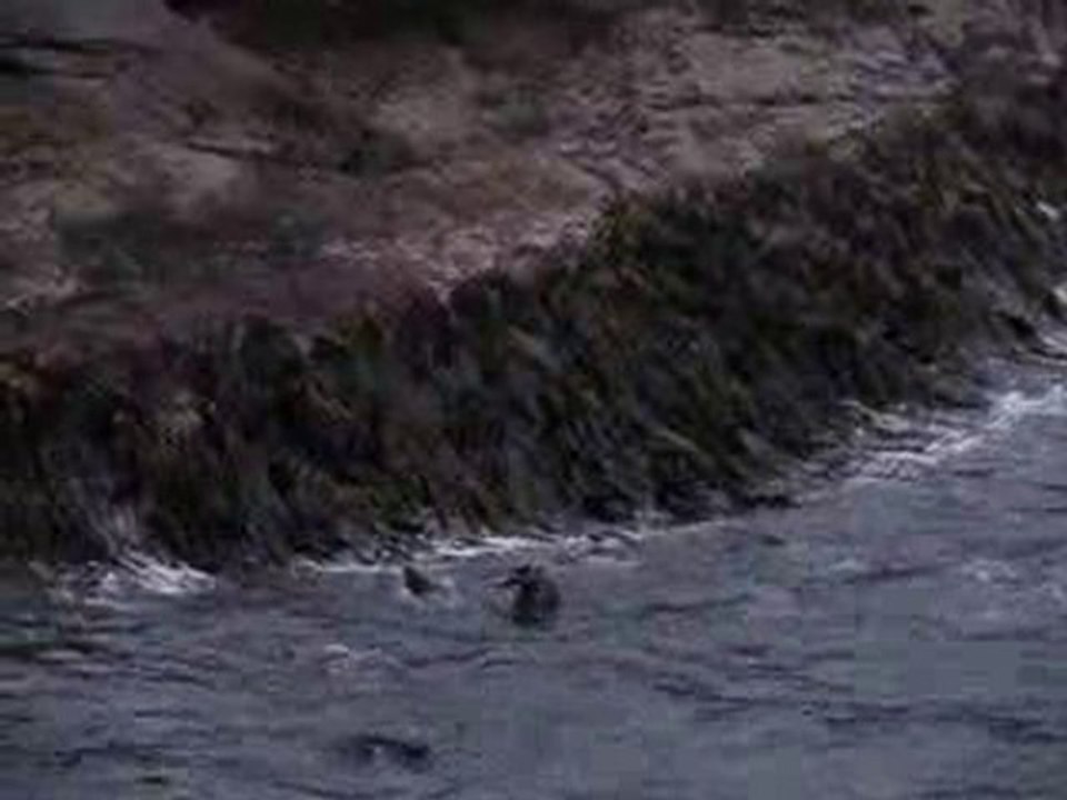 Phoques - Doubtful Sound