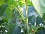 GROWING SWEET PEPPERS (2 MONTHS AFTER PLANTING)