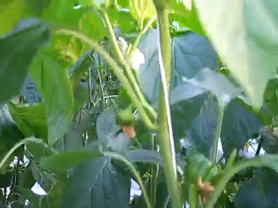GROWING SWEET PEPPERS (2 MONTHS AFTER PLANTING)
