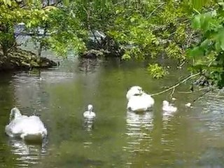La famille cygne se baigne