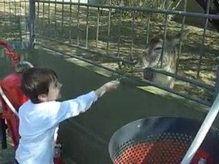 Hayvanat Bahçesi ceylan