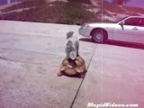 Dog Rides A Turtle 