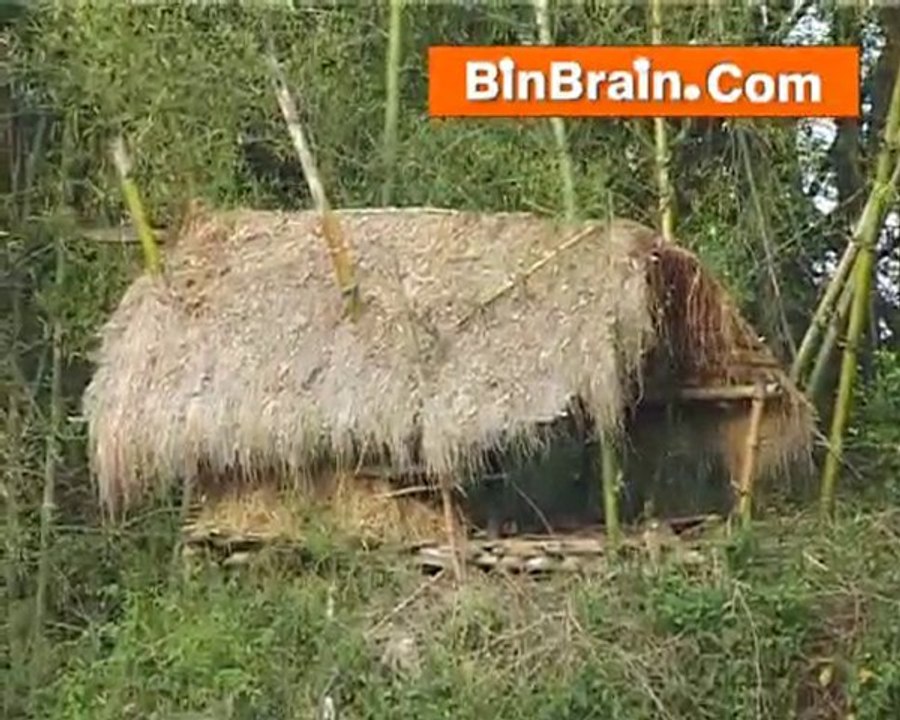 Bamboo at Wayanad