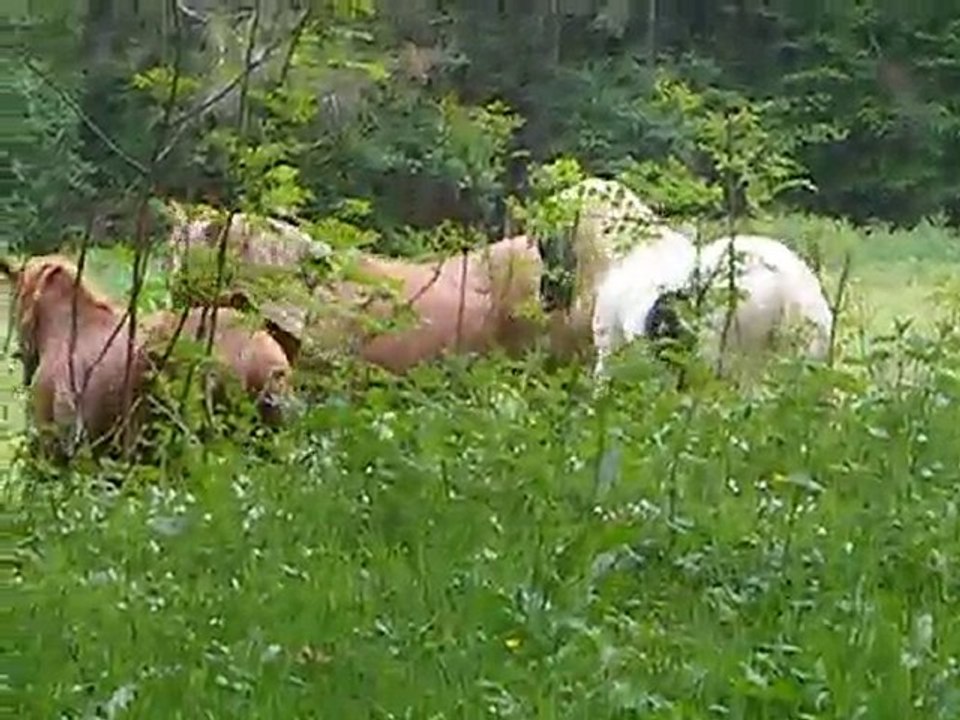 Qd Sapri' rencontre Wani'