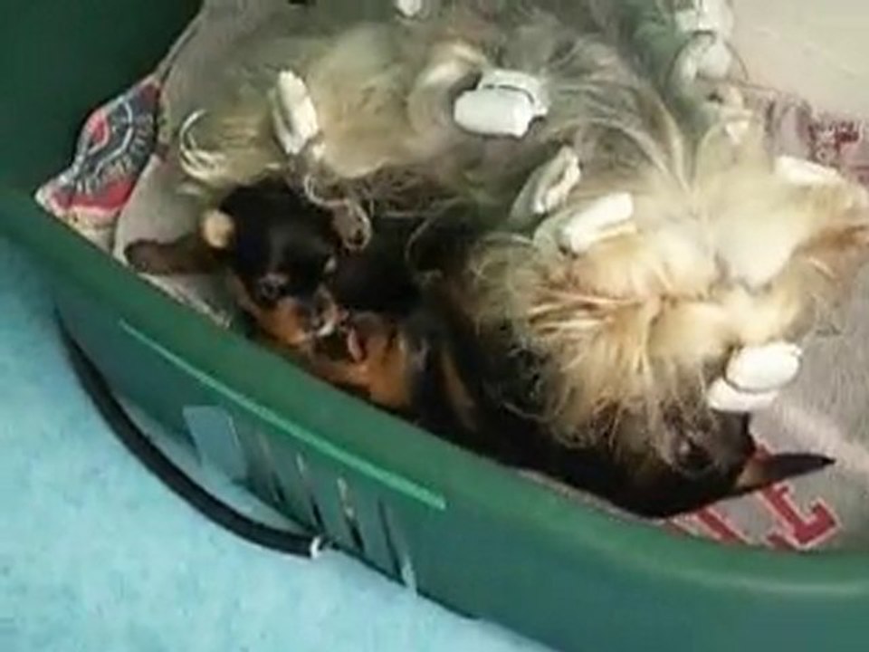 les bébés de Babouchka