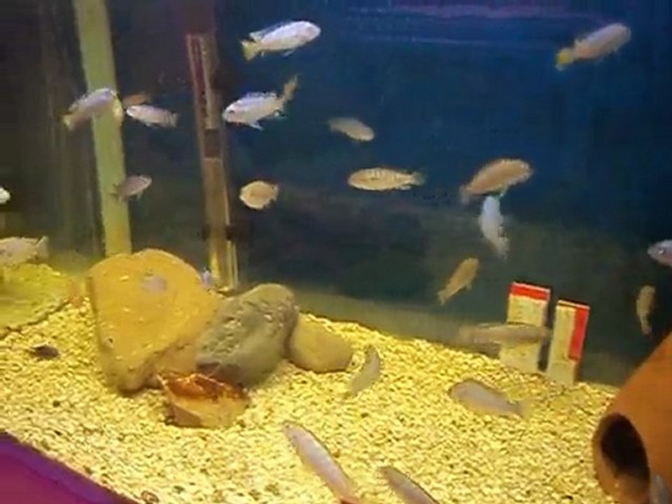 Redtop ndumbi-mpanga-pulpican yavrularım.