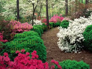 O'na A.S.M Bir de Böyle Bakın - www.risaleforum.net